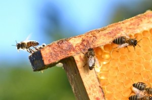 bees honey iStock.com darios44