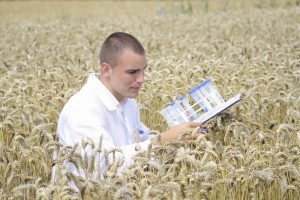 wheat-science