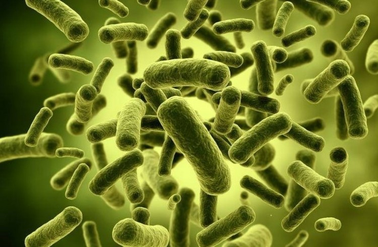 Study suggests link between gut microbiota and Parkinson's disease