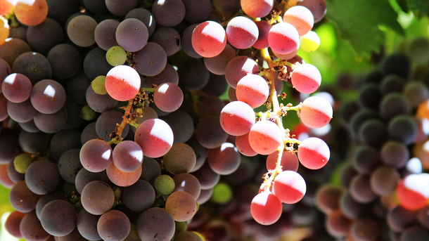 Eating grapes in moderation may offer a dietary strategy for those struggling with obesity or those at risk of metabolic conditions. (© iStock.com)
