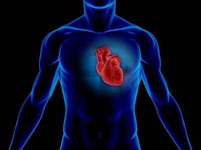 CLA’s potential heart benefits linked to protein regulation