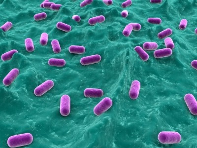 Probiotic bacteria may help battle foodborne Salmonella infections