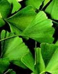 Traditional Chinese Medicines, based on plants such as ginkgo biloba, face unfair discrimination, claims Alliance for Natural Health International.   