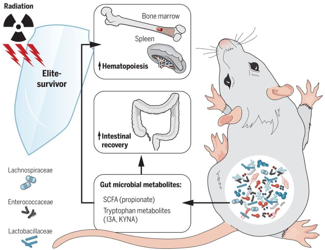 Gut microbes may provide some protection against radiation-based treatments: Study  