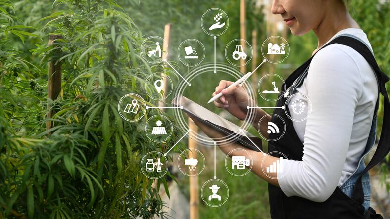 AI-technology-to-enhance-assurance-in-alliance-for-CBD-product-quality.jpg