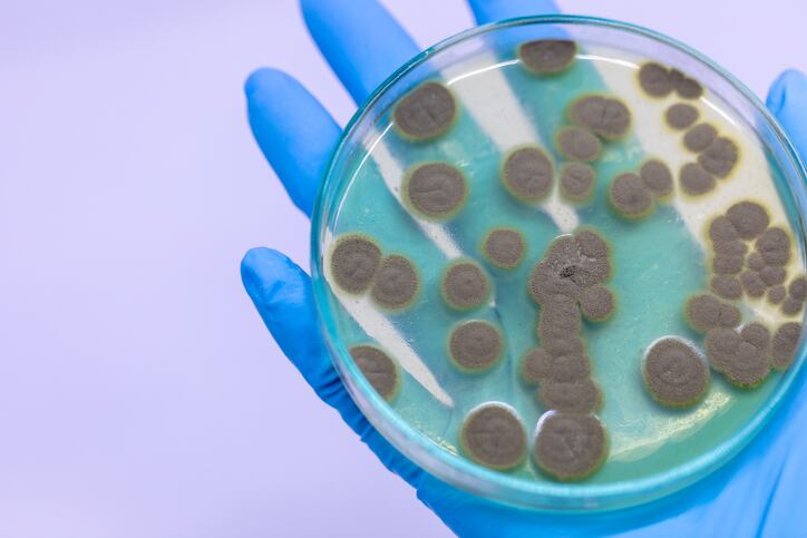 Mushroom mycelium and fermented substrate support immune health: Study