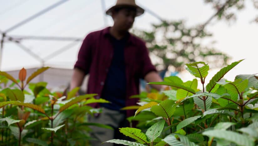 One of the main active alkaloids in kratom is 7-hydroxymitragynine. It is present in trace amounts in the leaves