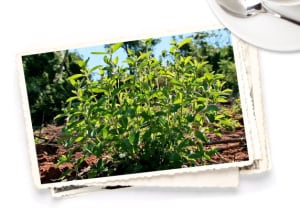 Pure-Via-stevia-plants.jpg