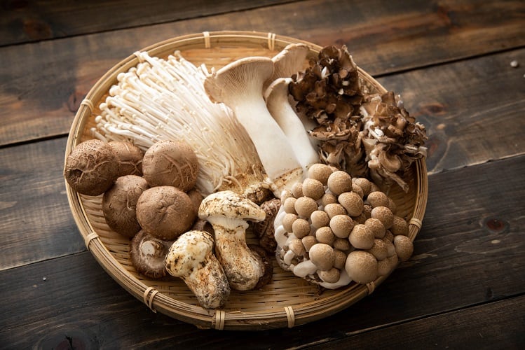 Brazilian researchers explore mushrooms as source of essential fatty acids