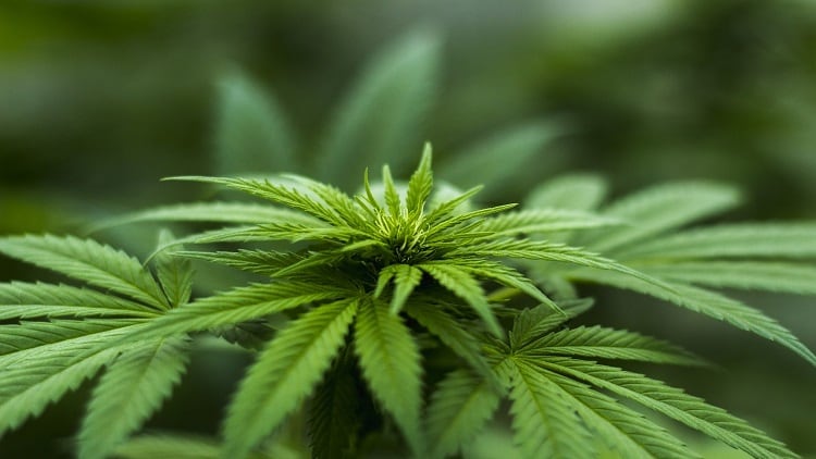 Hemp health products boost  revenue by 50% at China Health Industries Holdings: Exclusive interview