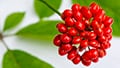 Adaptogens: from herbalism to clinical nutrition