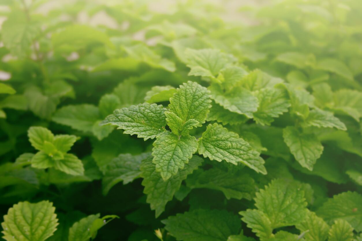 Spearmint-C-iStock-Sunlike.jpg