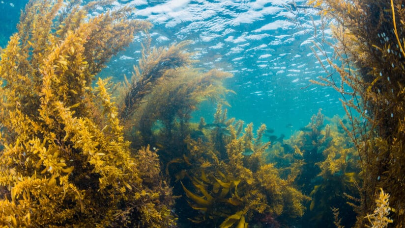 Seaweed-based supplement could combat antibiotics side effects