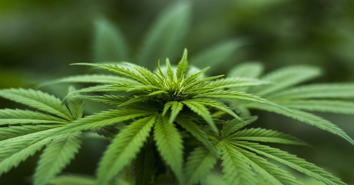 独家专访:汉麻产品受欢迎,中国健康实业营业额激增五成