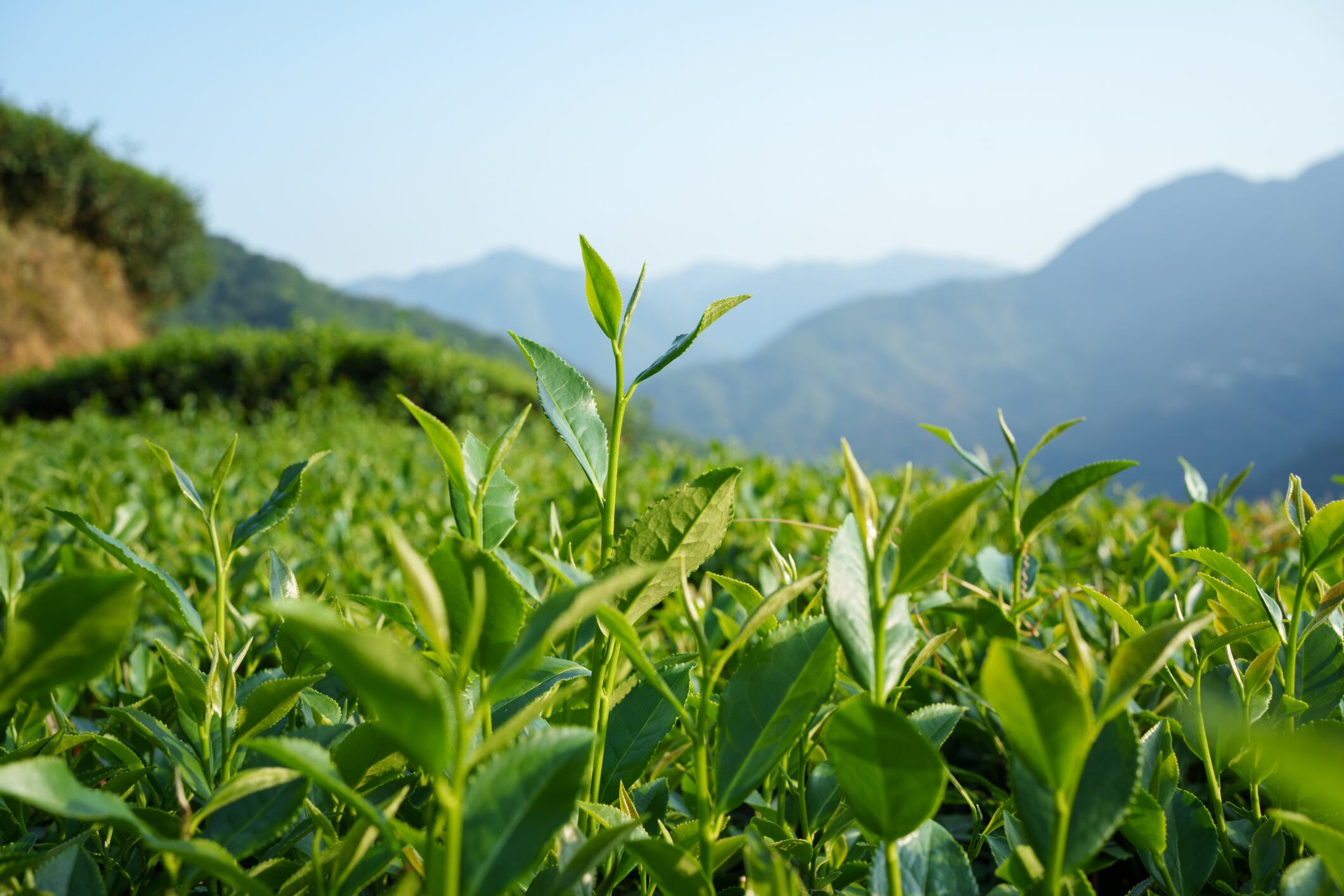 Tea trees in the mountains