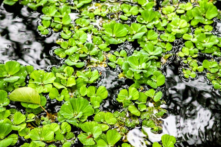 Duckweed and green tea found to boost health benefits of Med diet