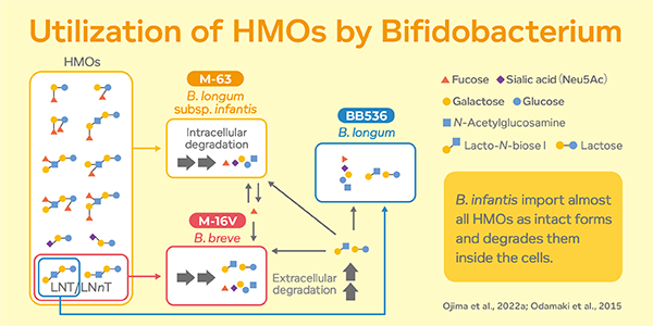 Utilization of HMOs by Bifidobacterium