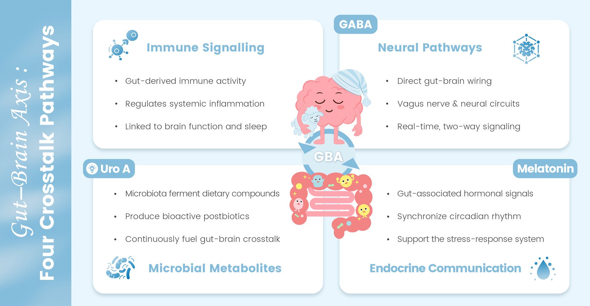Gut-brain axis diagram showing four crosstalk pathways — immune signalling, neural pathways (GABA), microbial metabolites (Urolithin A), endocrine communication (melatonin)