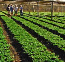 Sceletium-zembrin-harvest.jpg