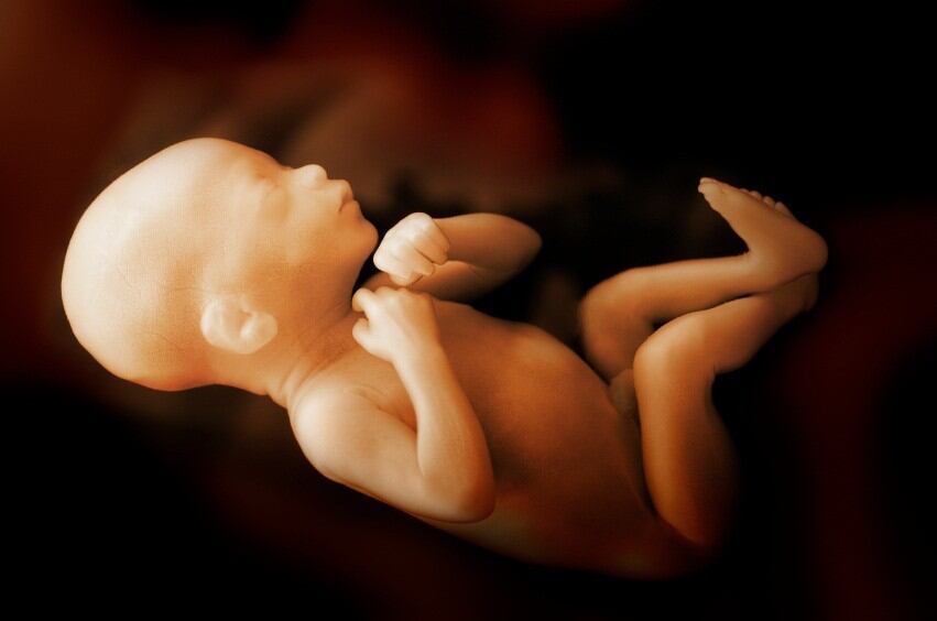 Fetus.jpg