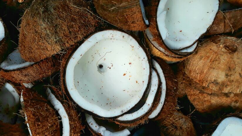 Can a prebiotic made from coconuts combat antimicrobial resistance?
