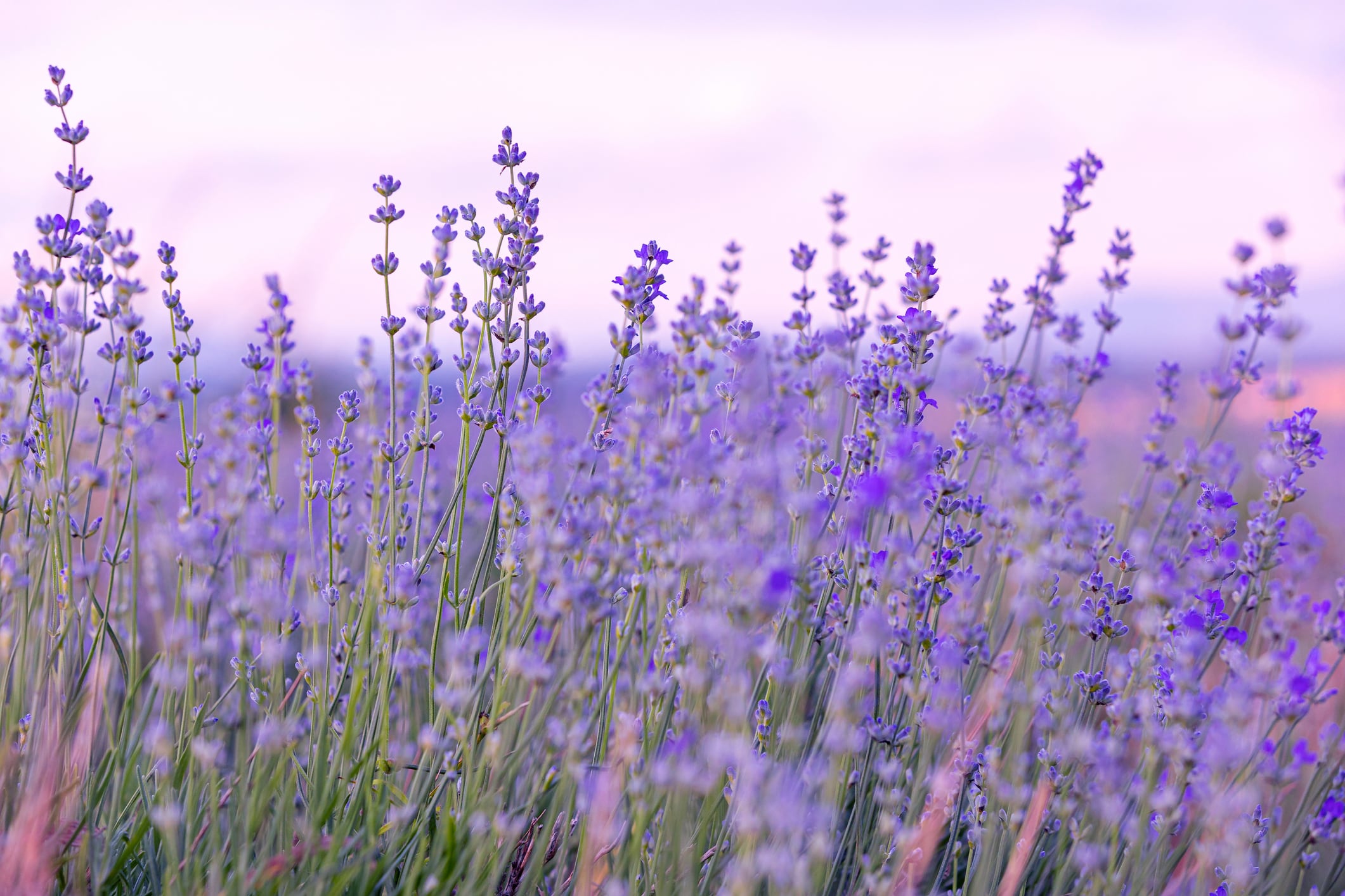 Lavender purple flowers close-up on sky background, summer field