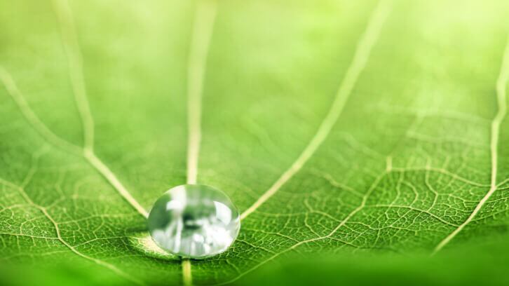 Q&A: One Bio CEO on going back to nature to pioneer next-generation nutrients