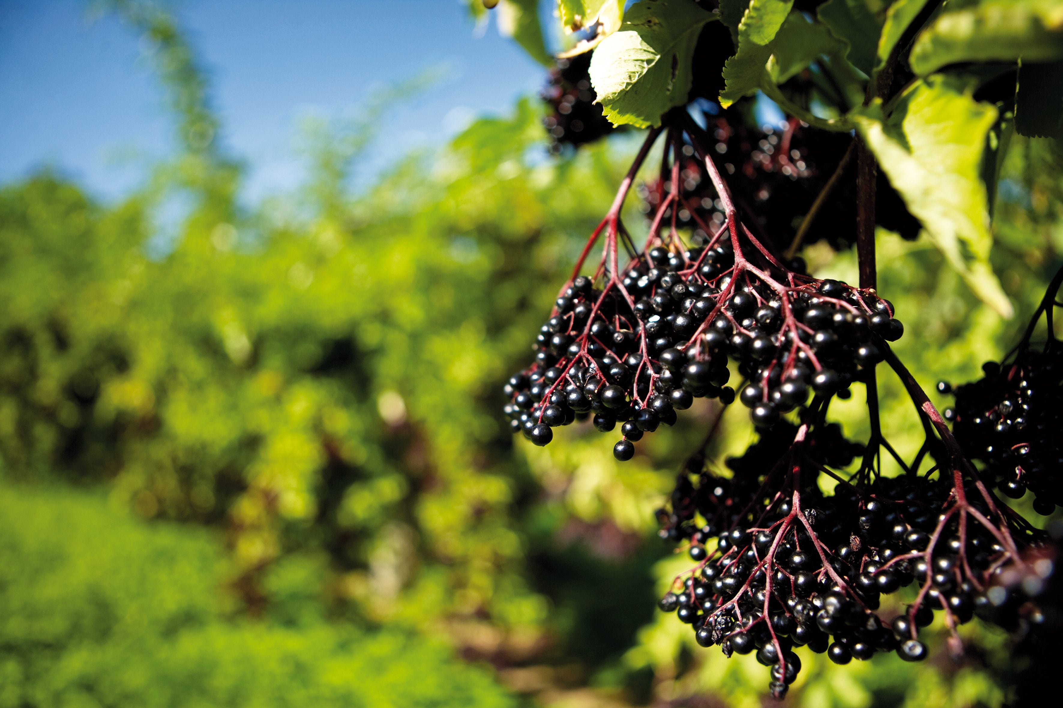 Standardization-from-filtration-process-will-boost-elderberry-ingredient-supplier-says.jpg