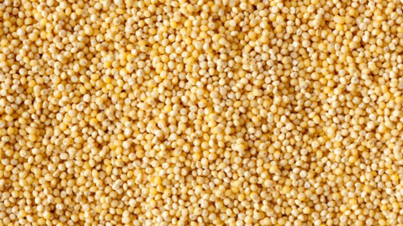 Military millets: India’s food and defence ministries formalise agreement to boost government-level millet consumption