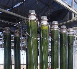 Arizona-algae-company-rounding-final-bend-toward-full-scale-production.jpg
