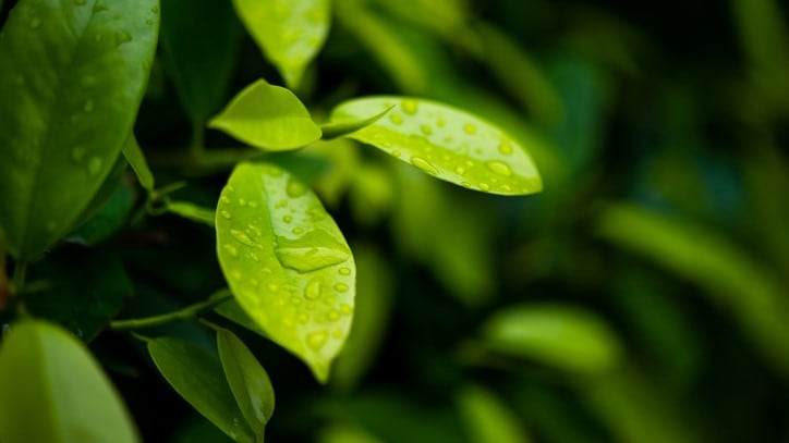 Tea-rrific discovery: Amorepacific researchers prove anti-inflammatory effects of green tea probiotic-derived exosomes