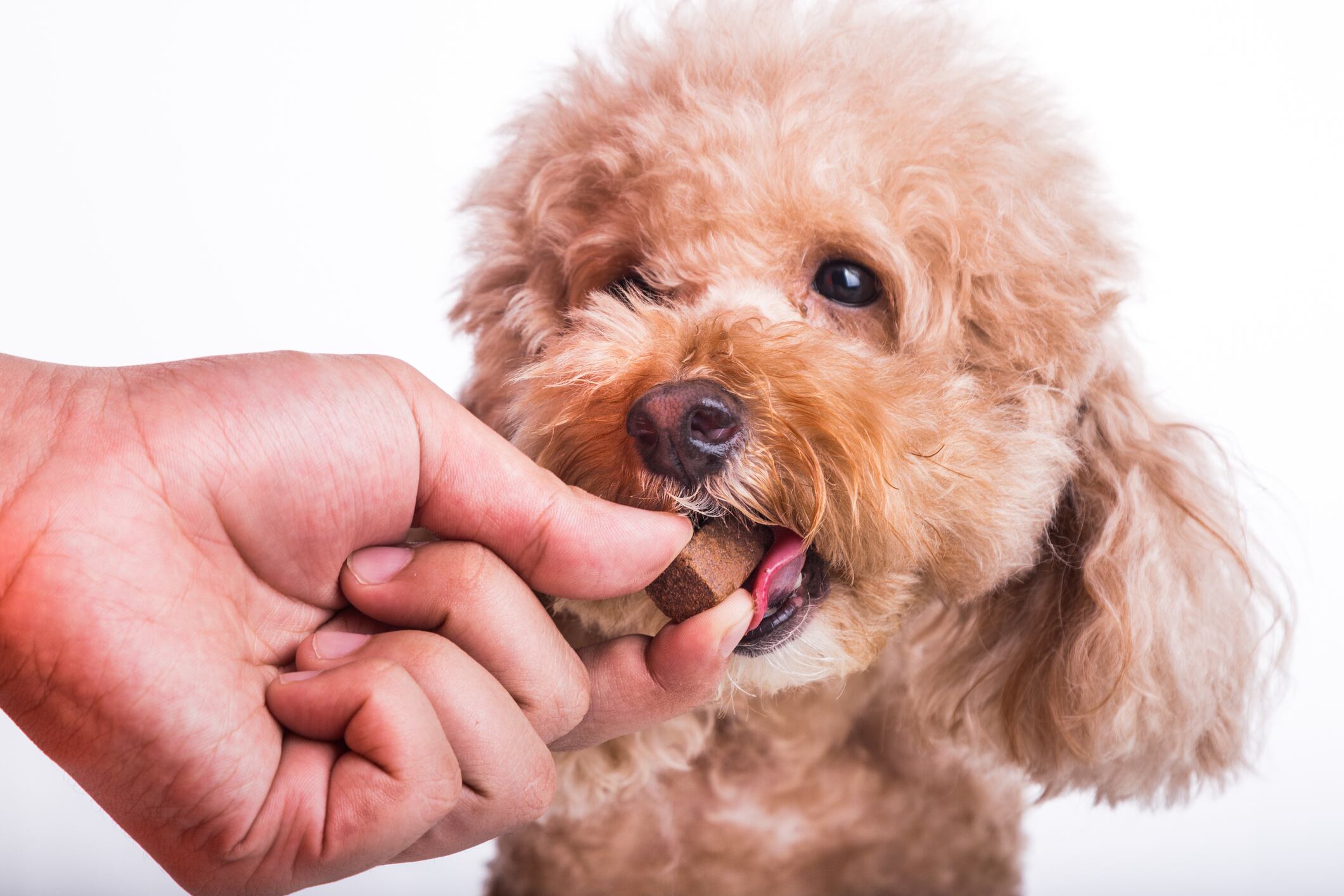 Where-is-the-innovation-in-the-pet-supplements-space.jpg