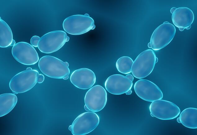 NextFerm-announces-production-deal-for-yeast-derived-vegan-protein.jpg