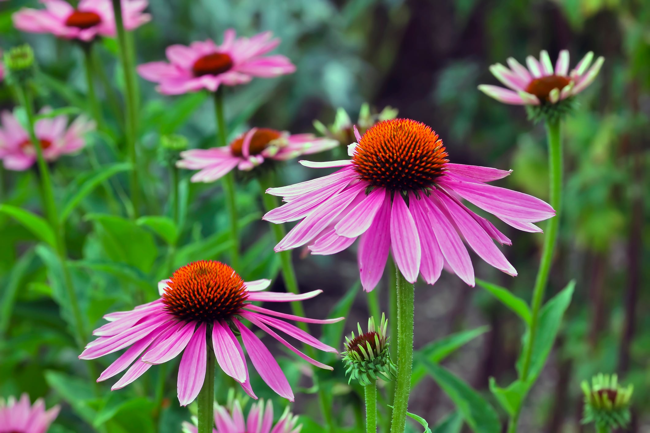 Echinacea extract shows mild anti-anxiety effects in RCT