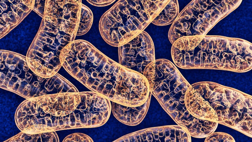 Nicotinamide adenine dinucleotide (NAD+) is an important cellular co-factor for improving performance of mitochondria (pictured) and energy metabolism.