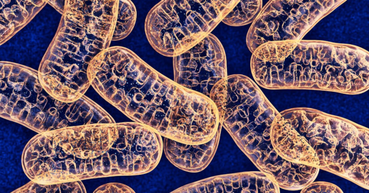 Is blood NAD+ a dead end in aging research?