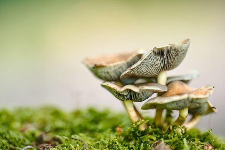 MycoTechnology teams up with IFF in Europe, with Novel Foods nod expected ‘any day now’