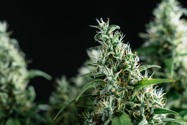 Canadian cannabis specialist Auxly acquires contract researcher KGK Sciences