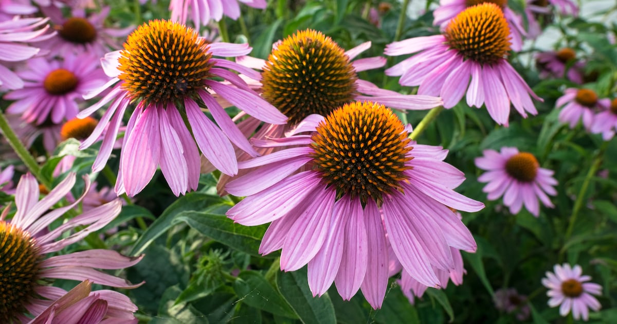 EU Novel Food Catalog update on Echinacea exposes lack of clarity