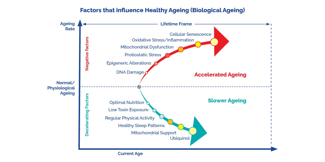 Factors that influence healthy ageing