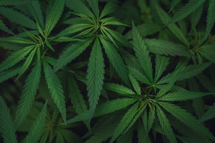 HempFusion-bets-on-success-with-major-FDM-partner-digital-relaunch-to-drive-brand.jpg