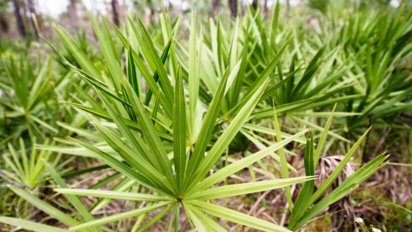 How Valensa secures its supply chain through crop forecasting