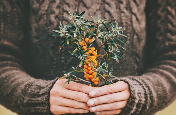 Bucking the diabetes trend? Consumption of sea buckthorn for five weeks decreases fasting blood glucose in prediabetics