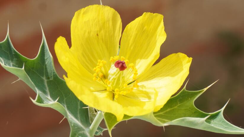 Metaberine may be the first low-dose berberine extract shown in research to influence GLP-1 hormone levels.