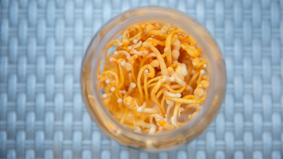 Consumption of cordyceps extract can improve immune health through cell mediation: South Korean RCT