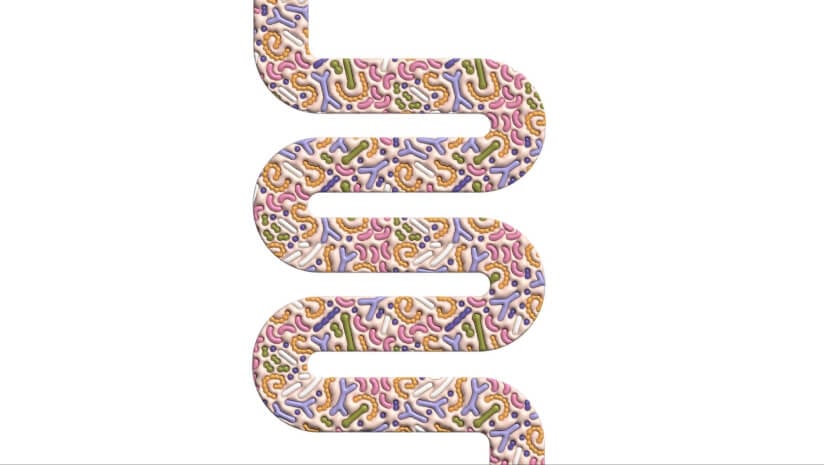 Fiber may boost vitamin B availability in the gut and support immunity