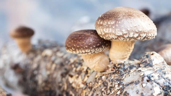 NPA submits Citizen Petition on labeling of mushrooms & mycelia