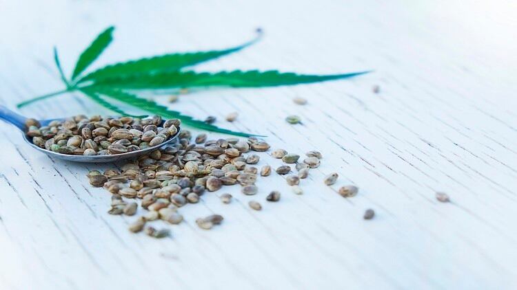 中国企业新技术可提高大麻二酚水溶能力,引起跨国企业关注