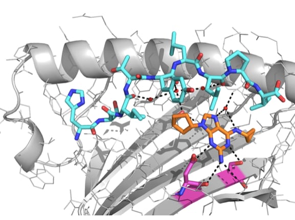 X-ray crystallography sheds light on why some people suffer liver injuries from supplements