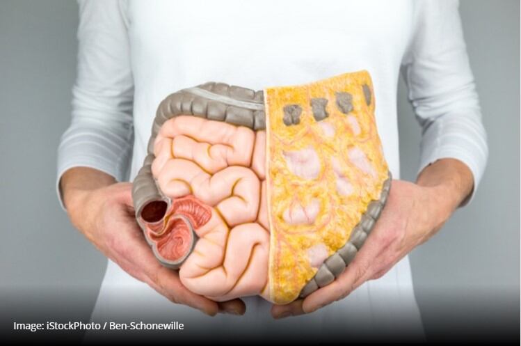 Commercial prebiotics may ‘talk’ to cells when exhibiting gut benefits, scientists say 